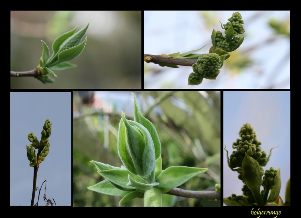 Frühling