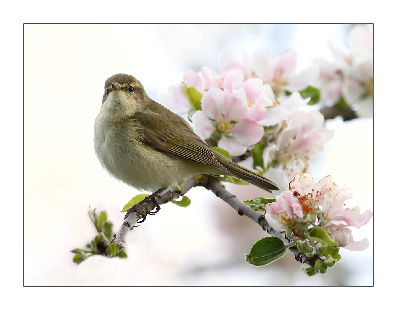 Frühling ....