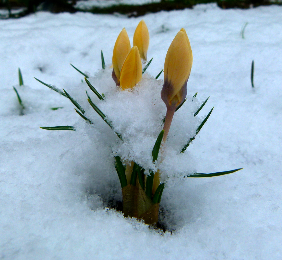 Frühling?