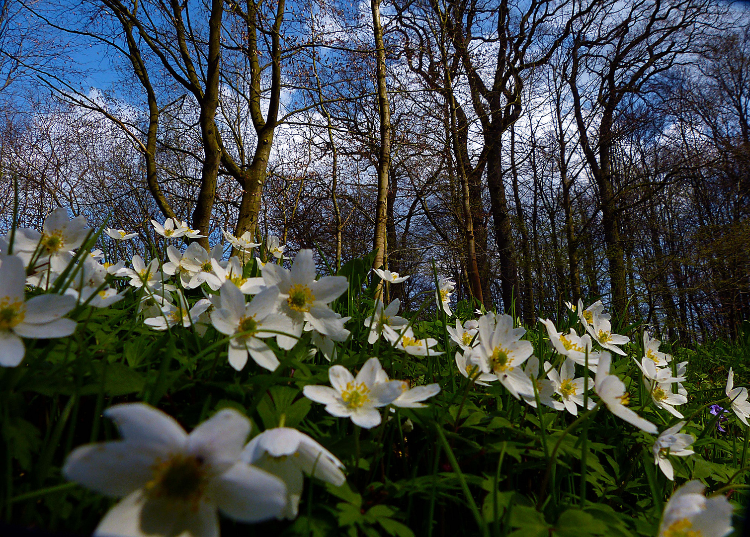 Frühling