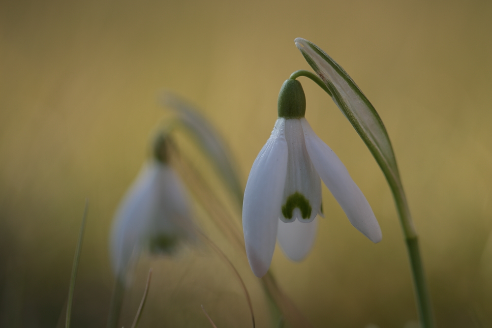 Frühling