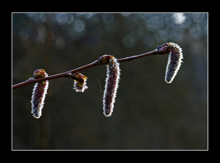 Frühling