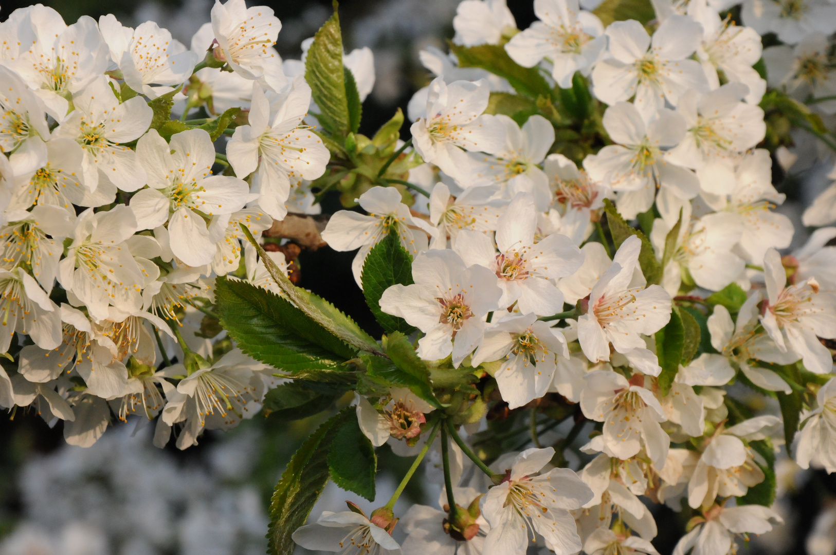 "Frühling