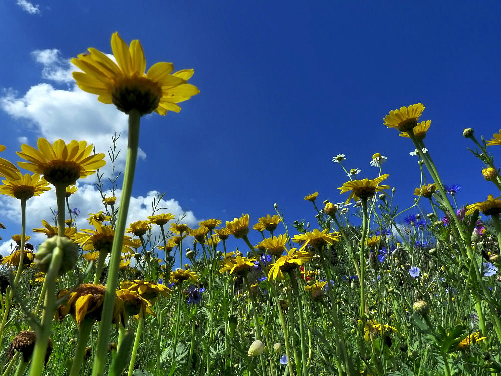 Frühling