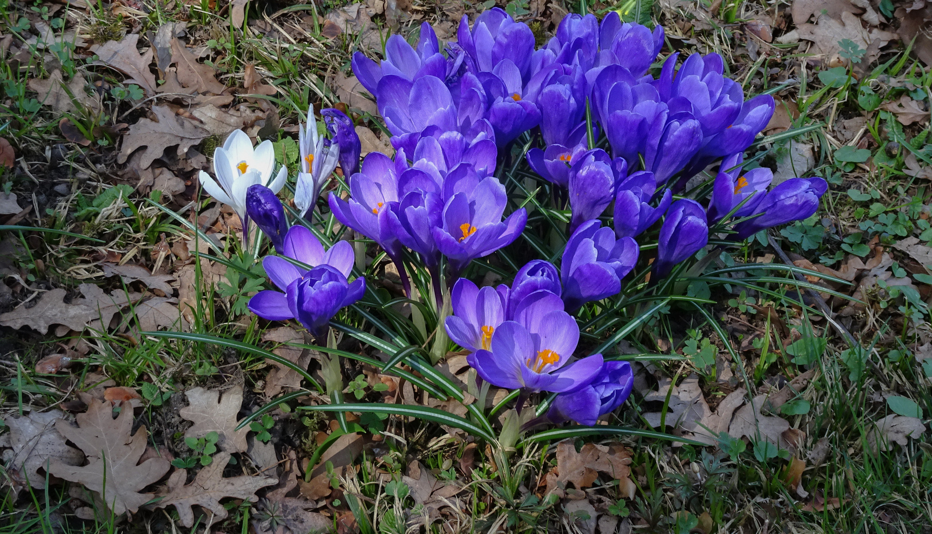 Frühling