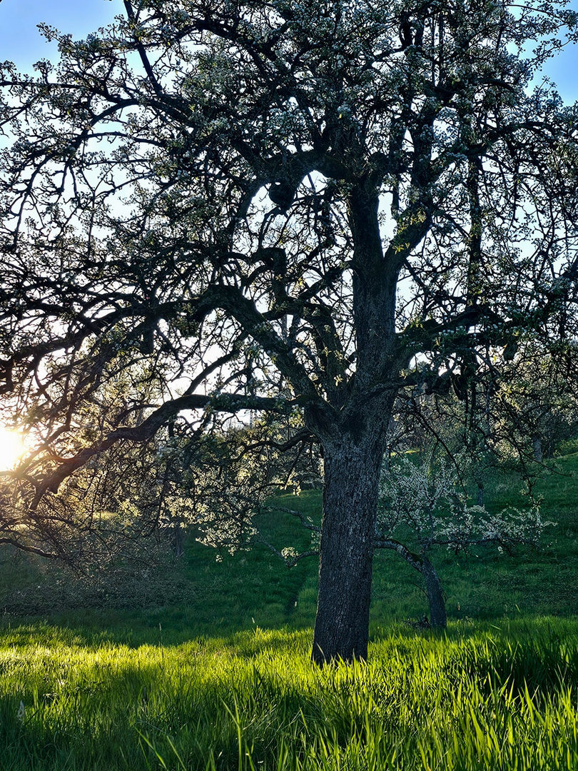 Frühling 