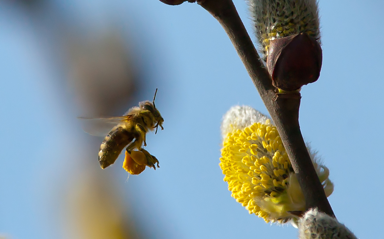 frühling