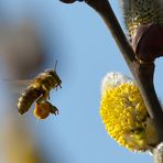 frühling