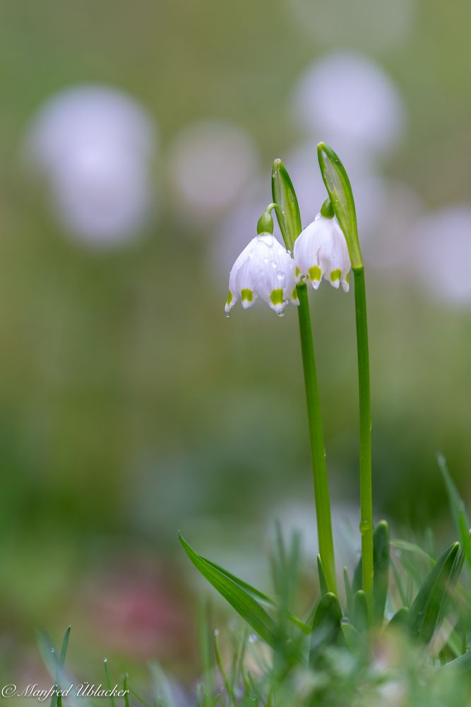 Frühling ...