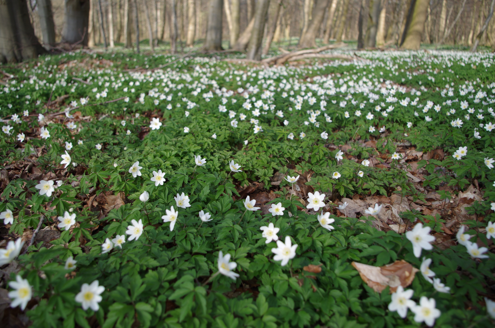 Frühling