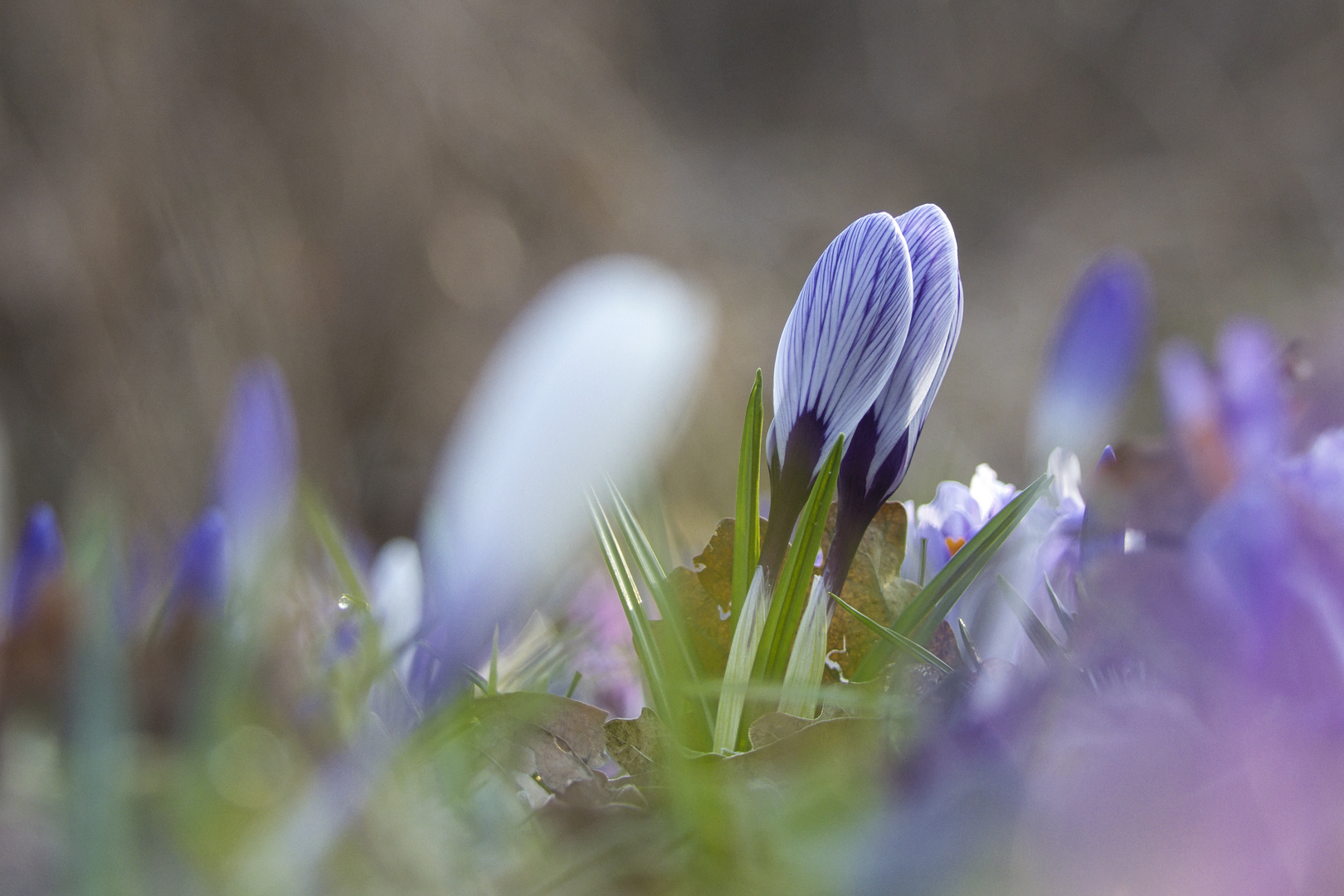 Frühling