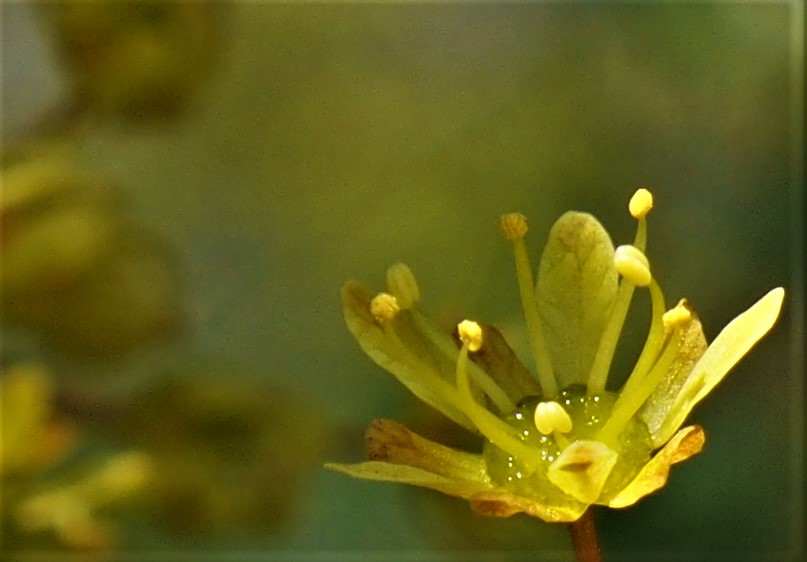 Frühling