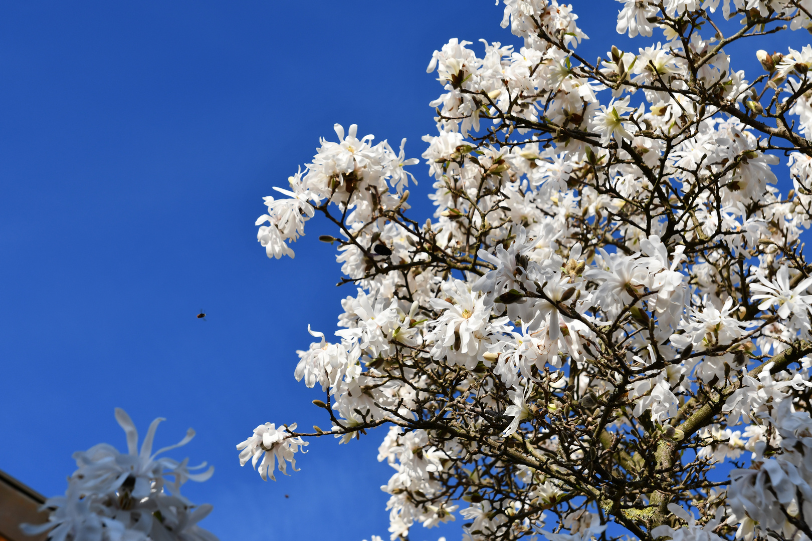 Frühling