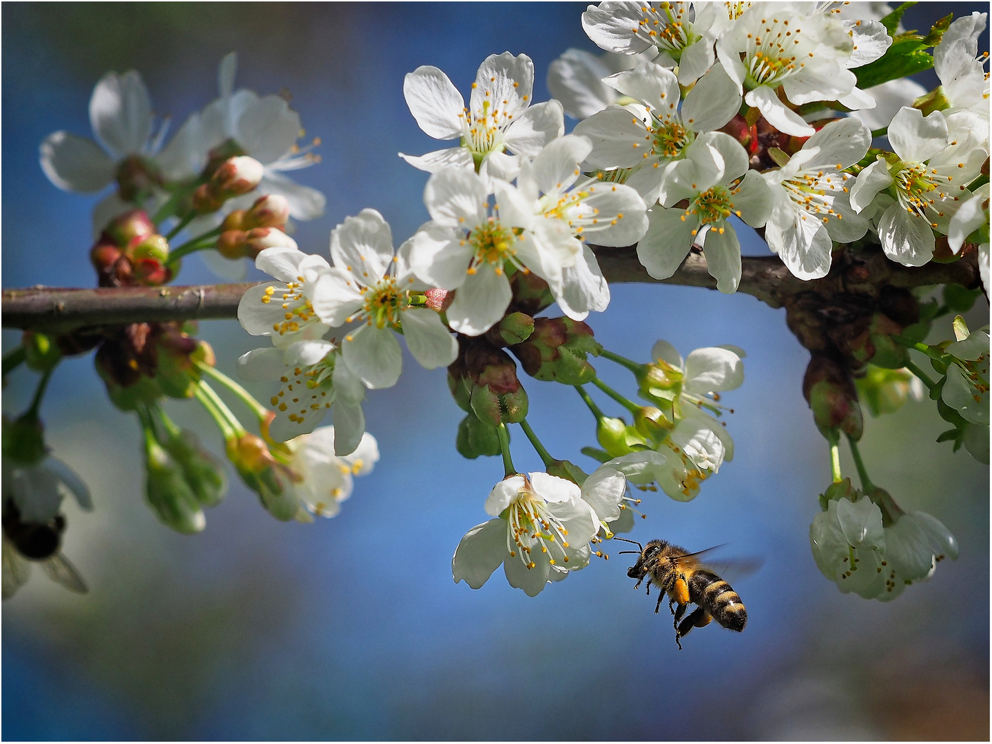 Frühling