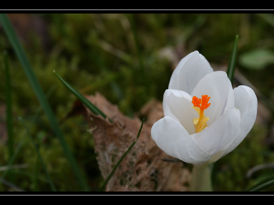 Frühling