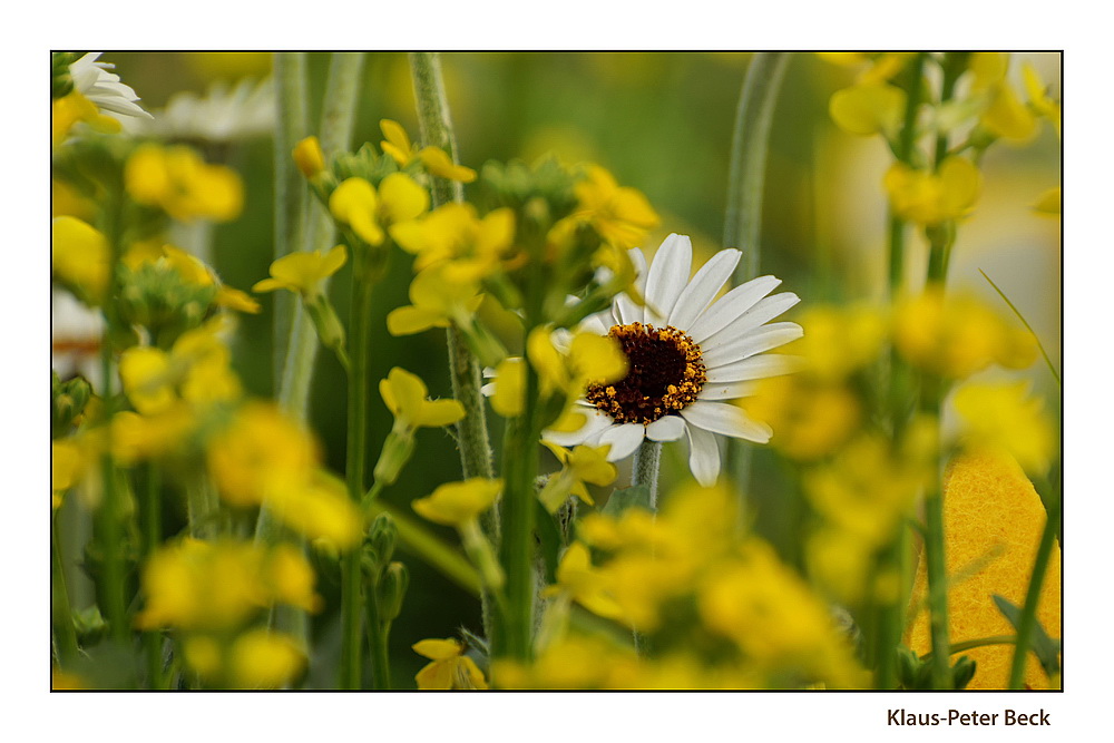 Frühling