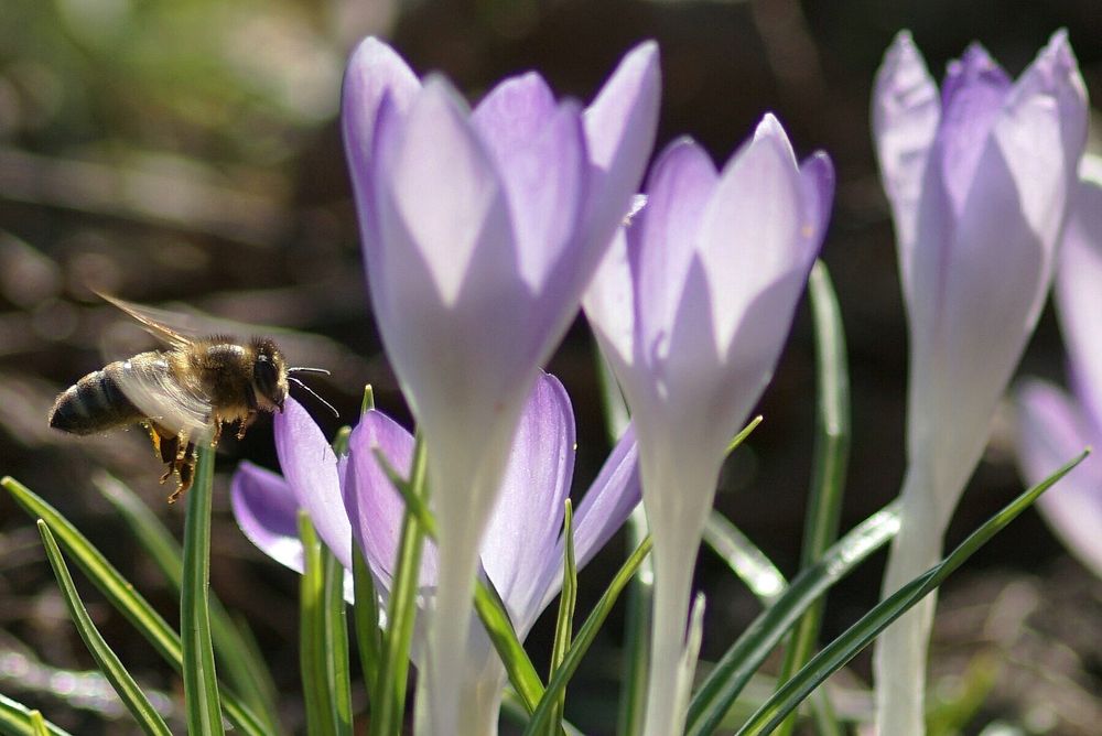 Frühling