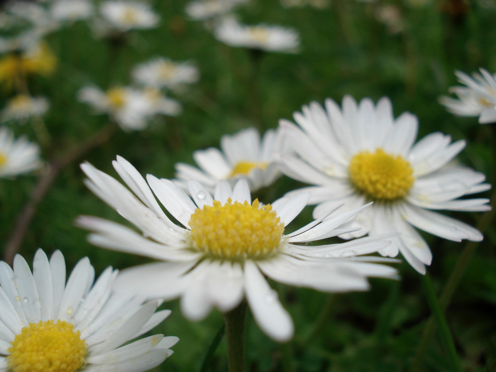 Frühling