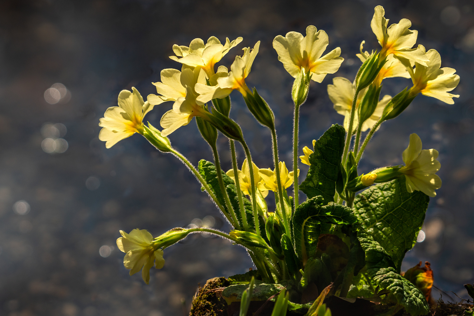 Frühling