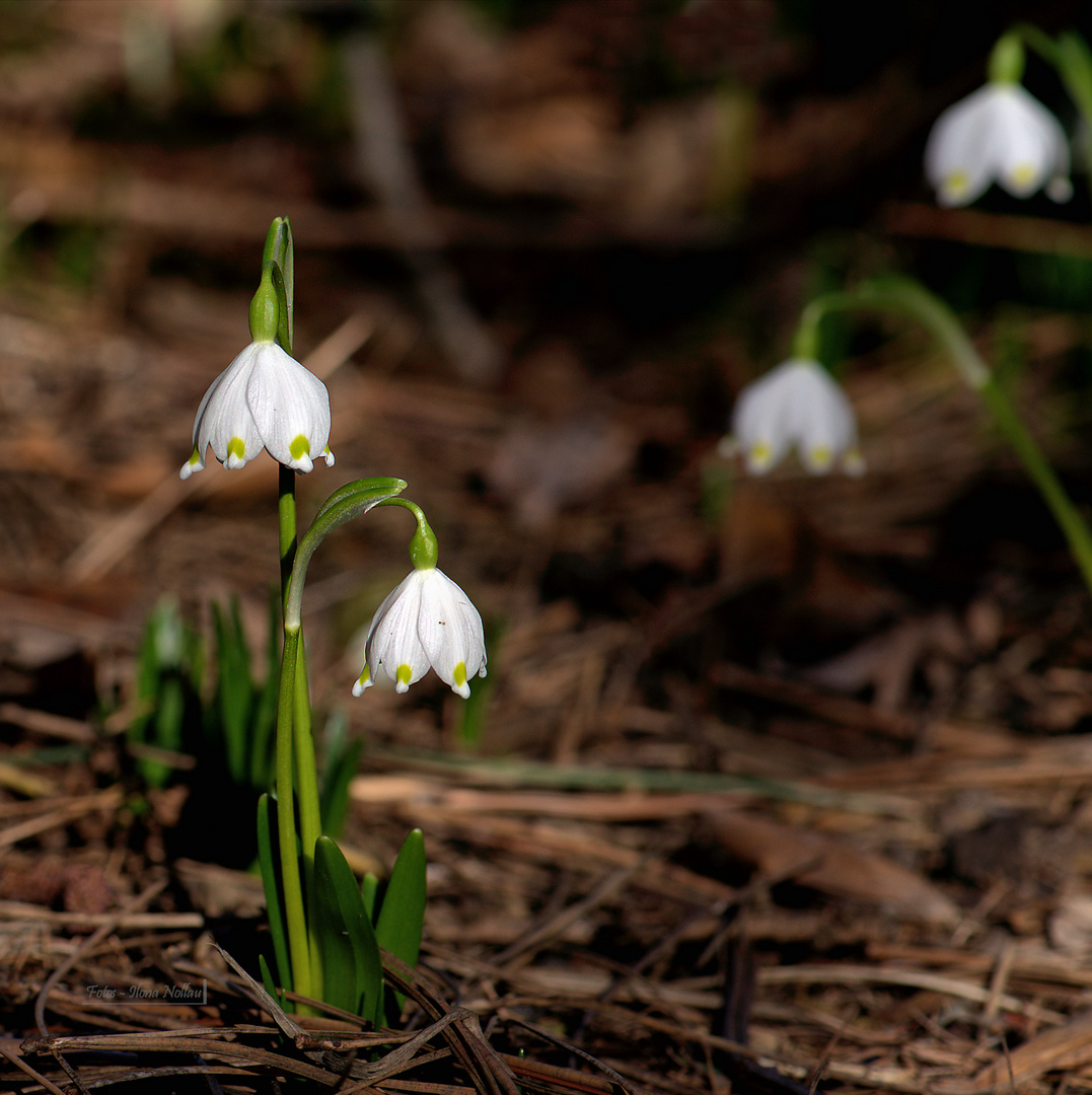 Frühling