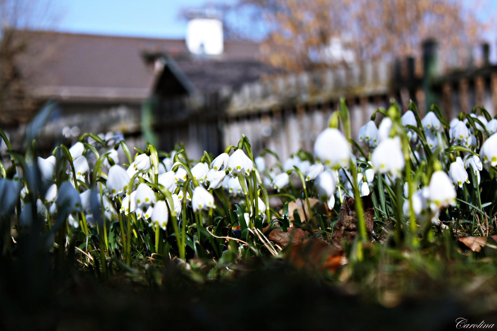 Frühling?