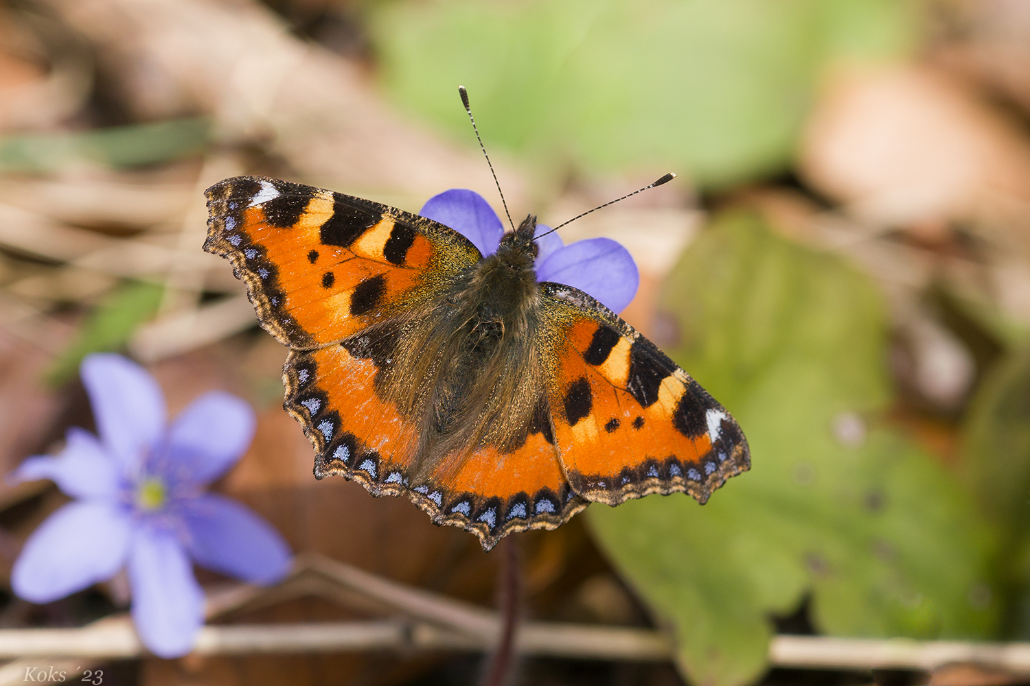 FRÜHLING