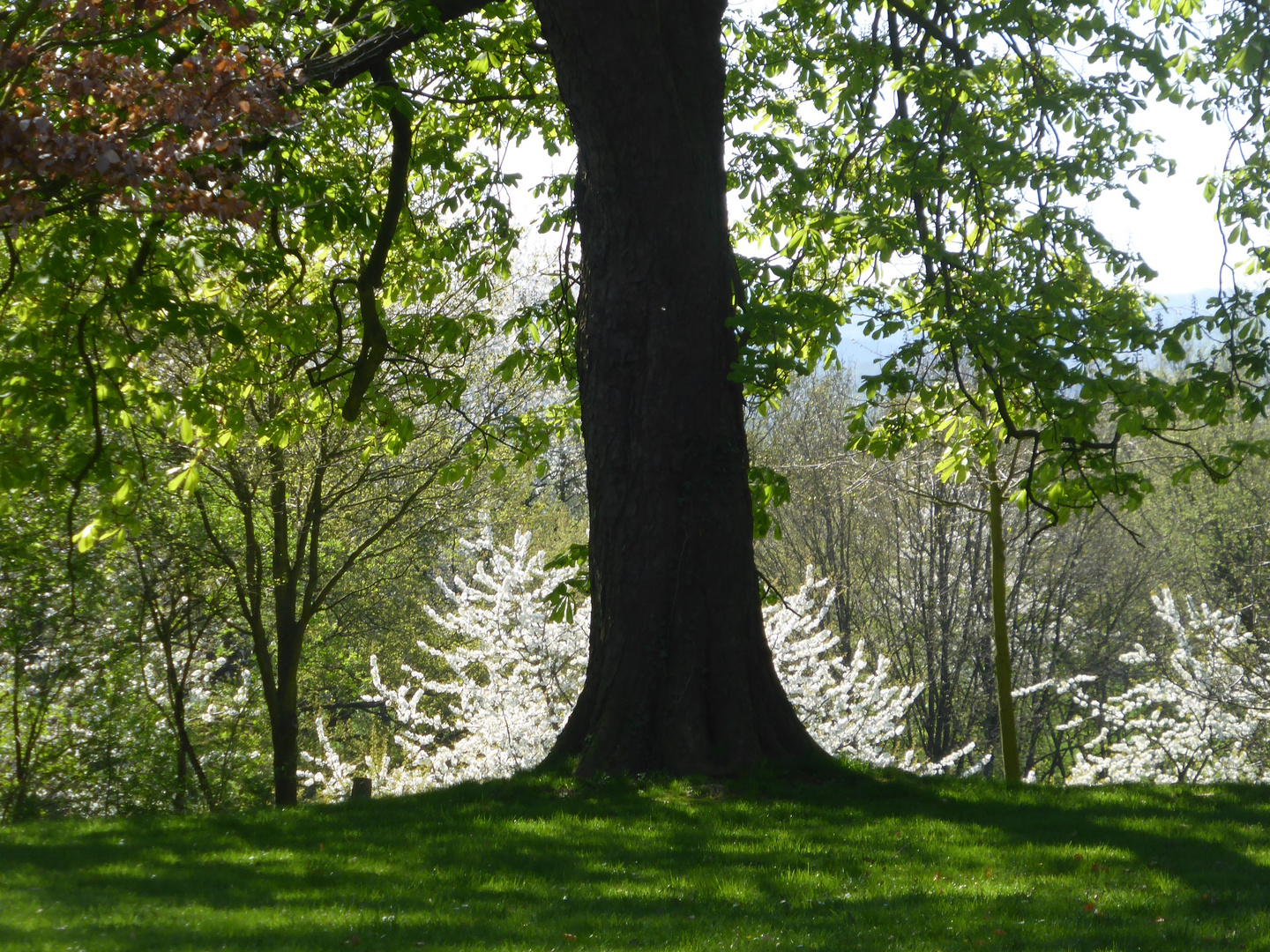 Frühling 