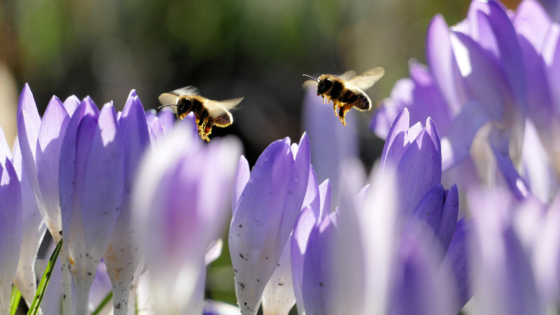 Frühling 