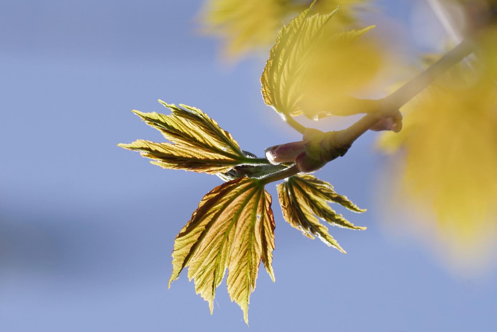 Frühling