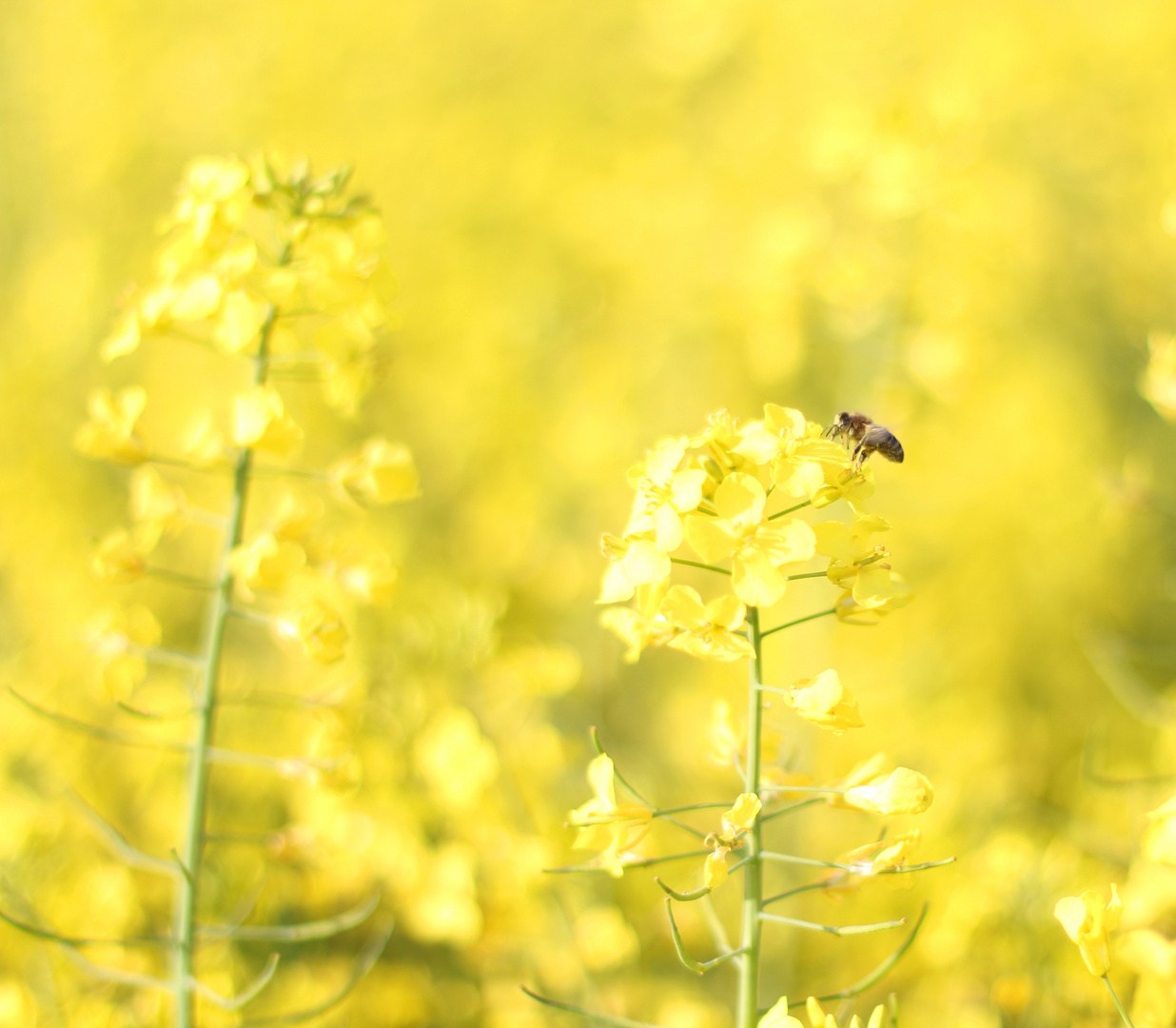 Frühling