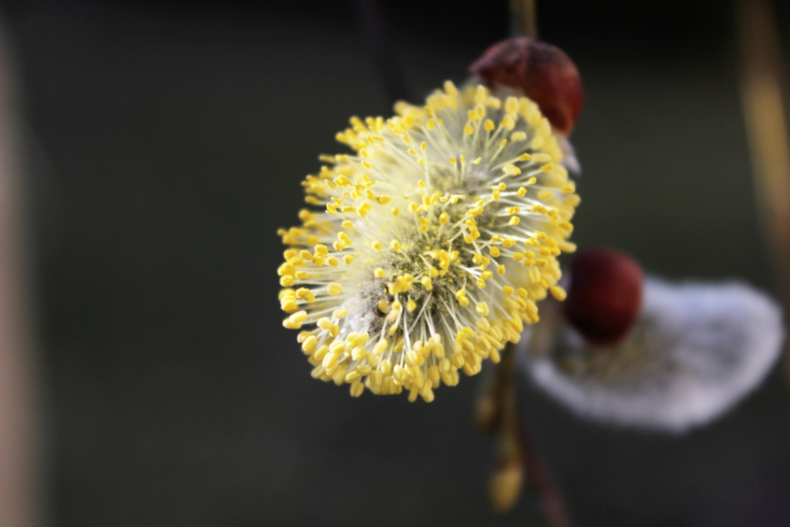 Frühling.