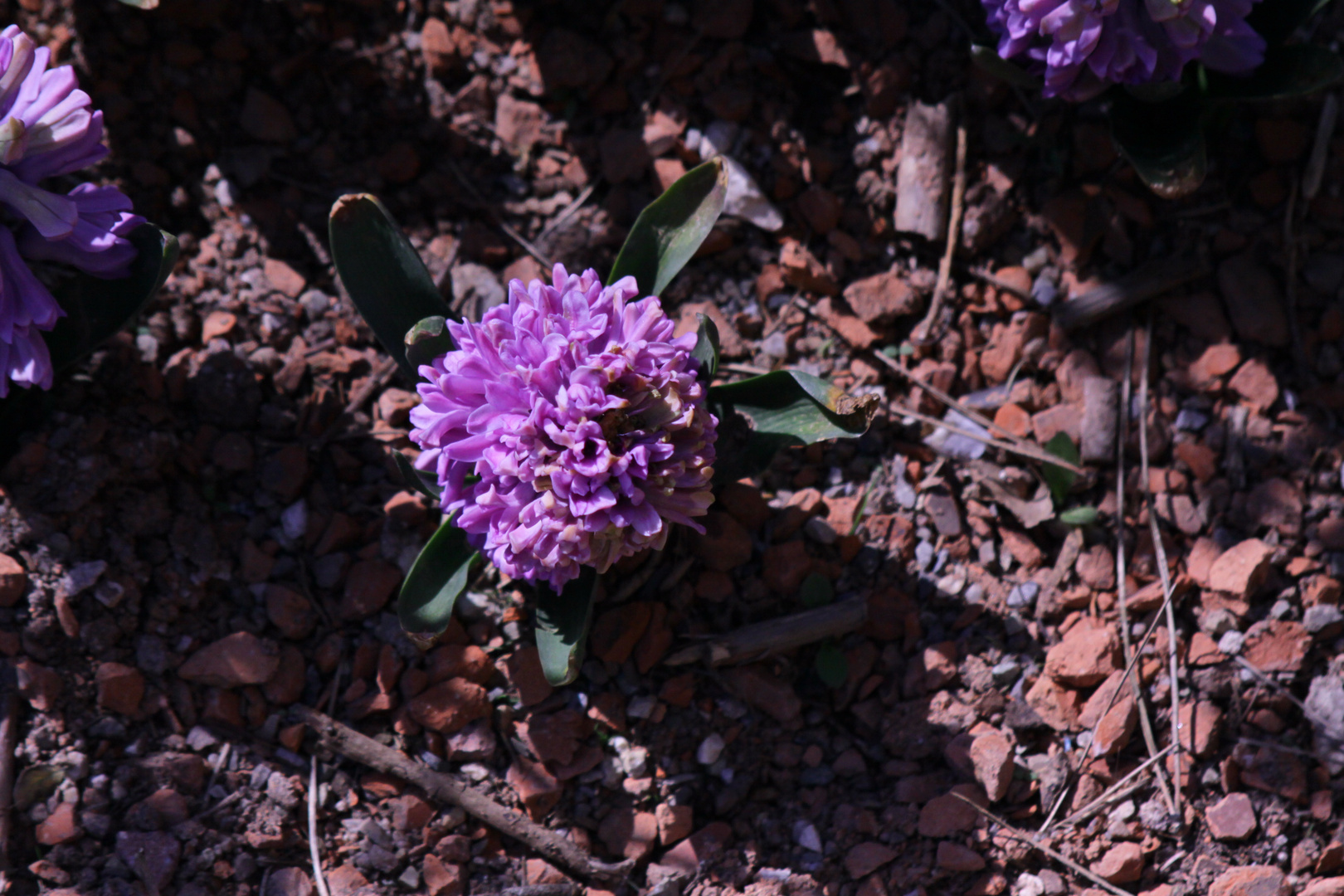 Frühling