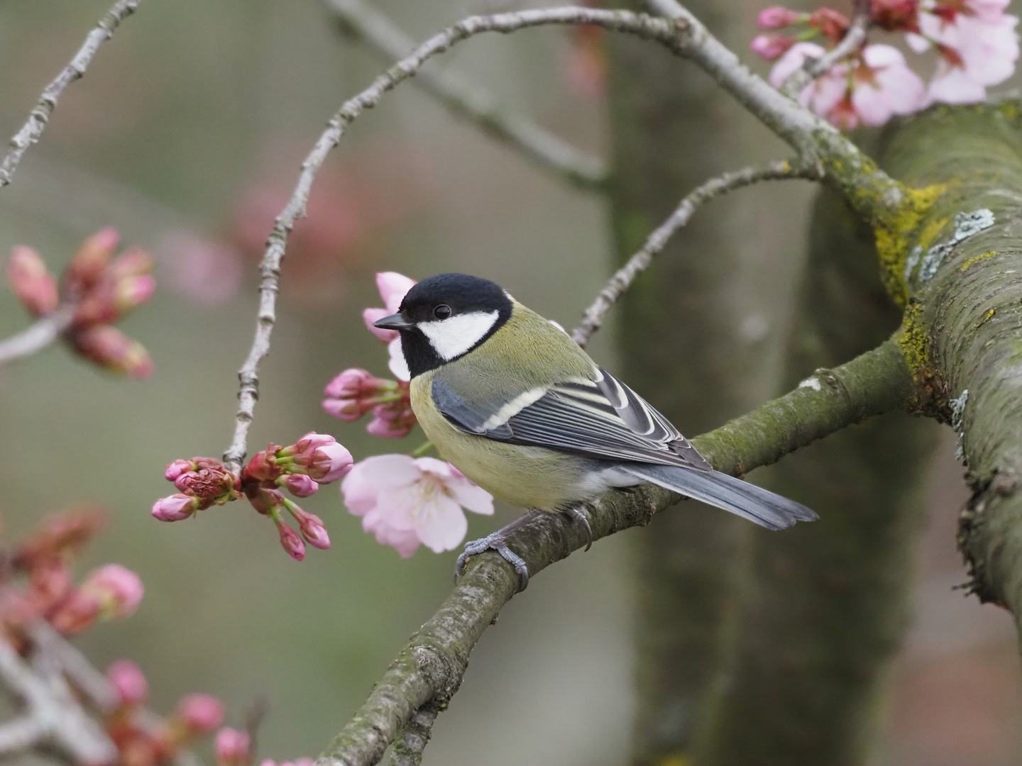 Frühling