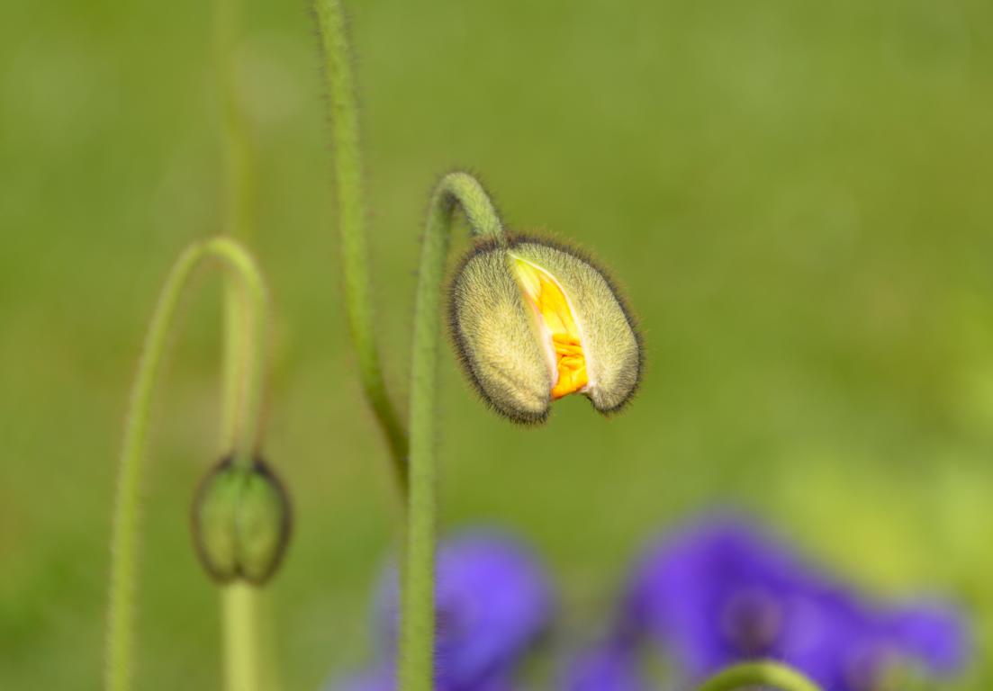 Frühling