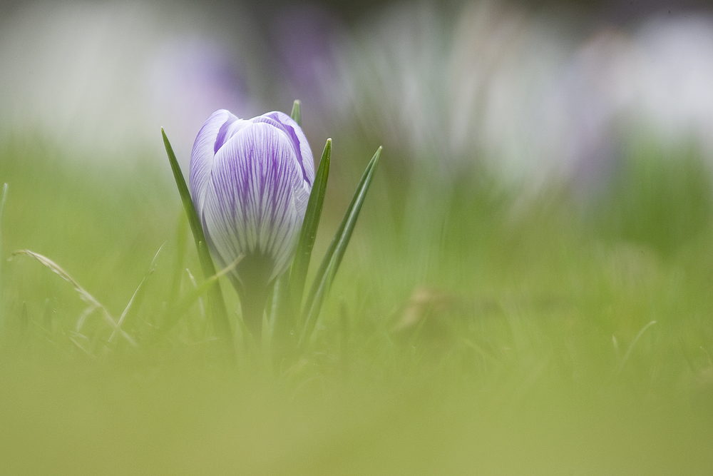 Frühling