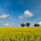 Frühling