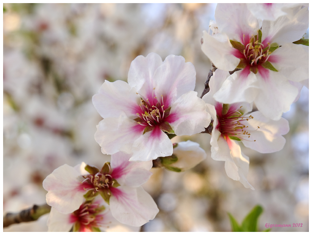 frühling.....