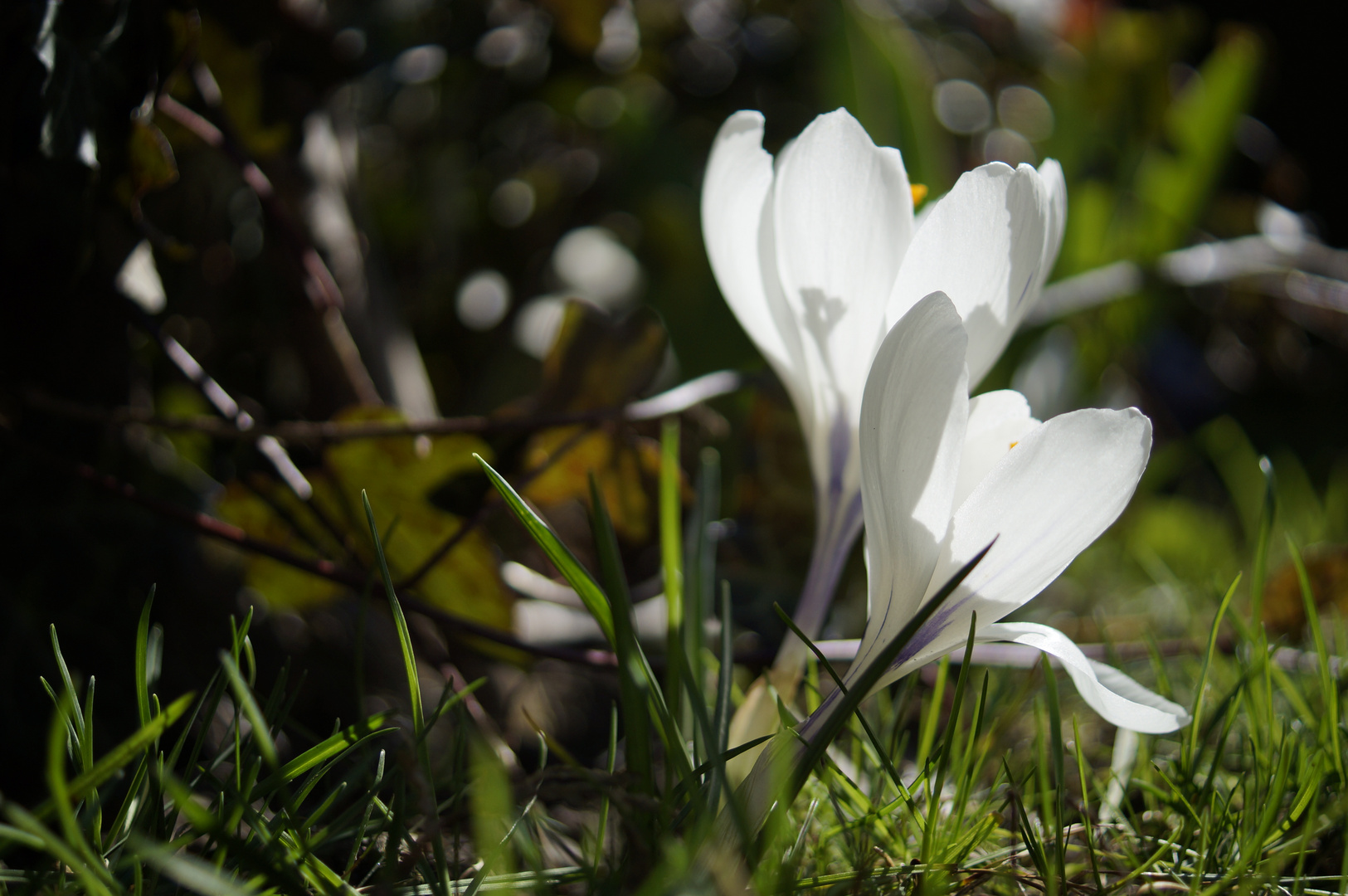 frühling