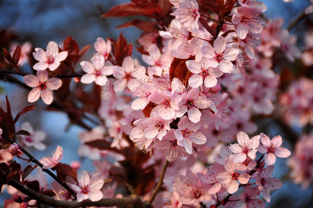 frühling