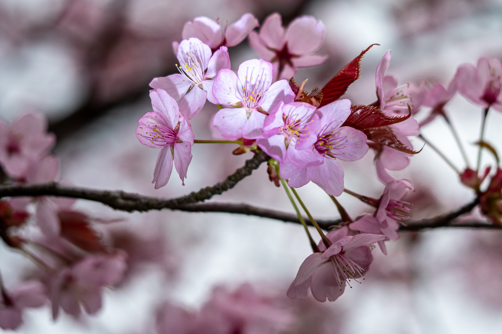 Frühling