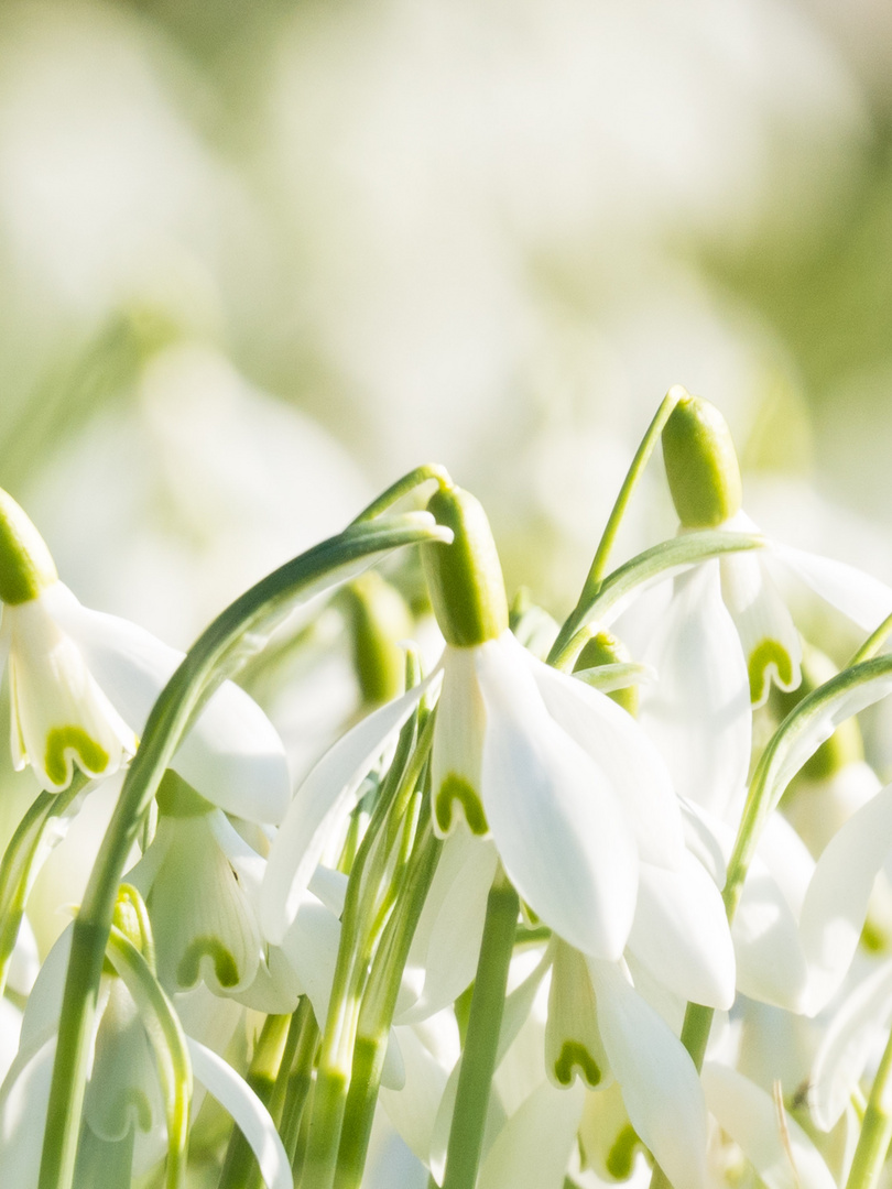 Frühling