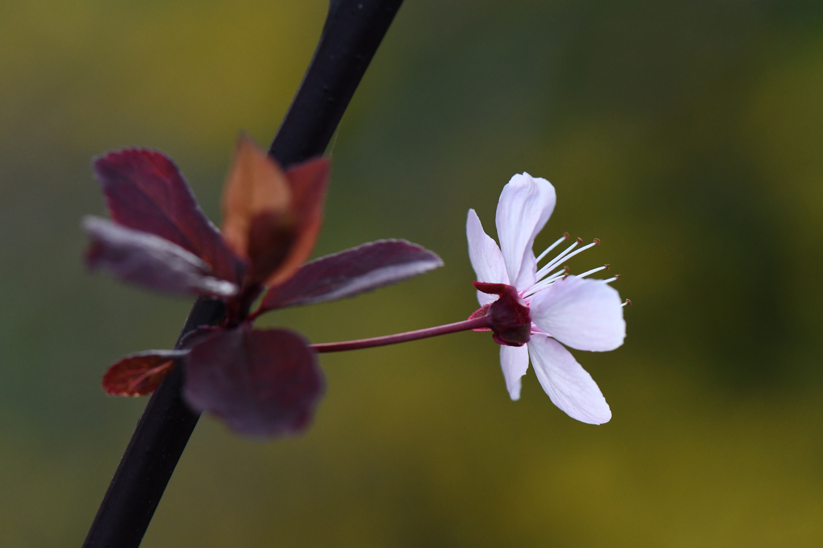 Frühling