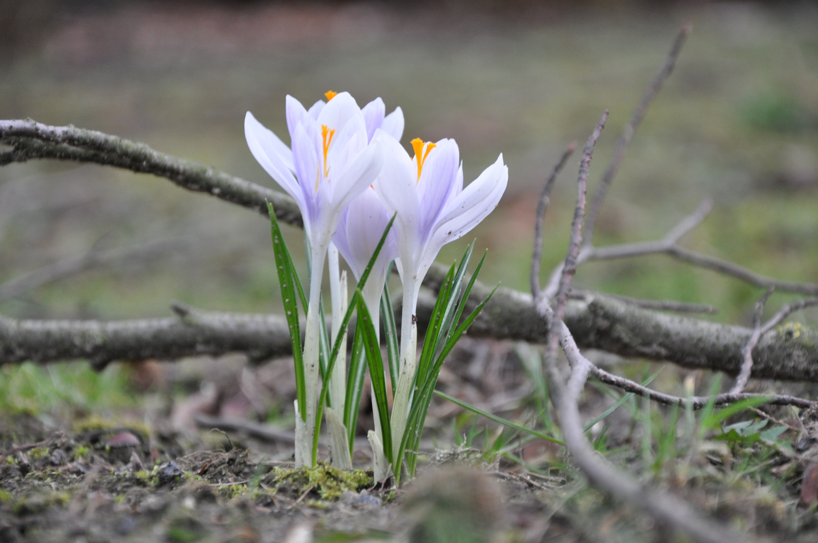 Frühling