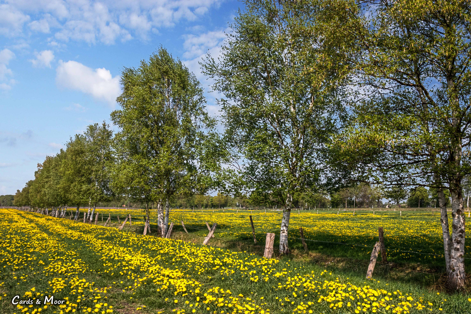 ~ Frühling ~