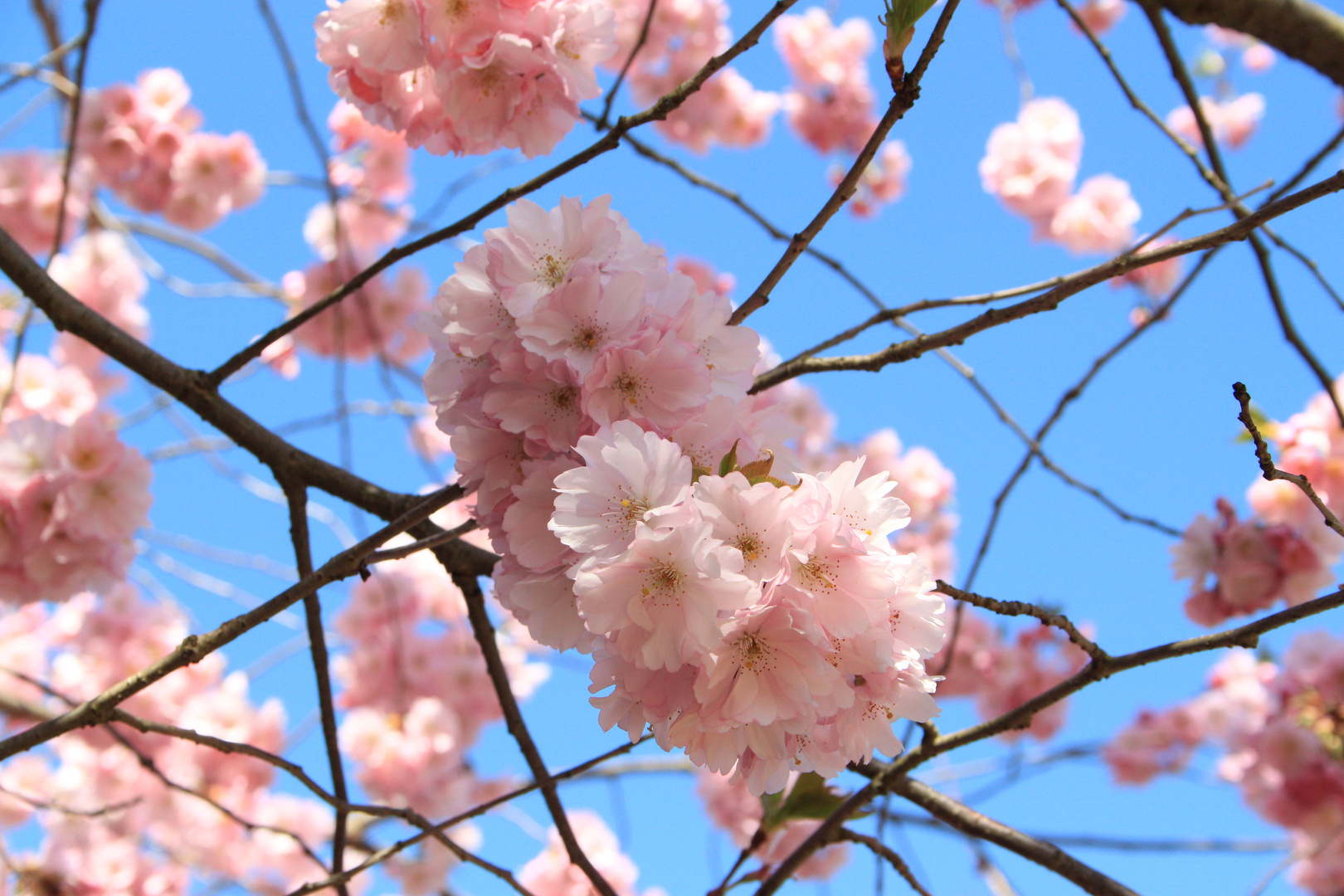 Frühling