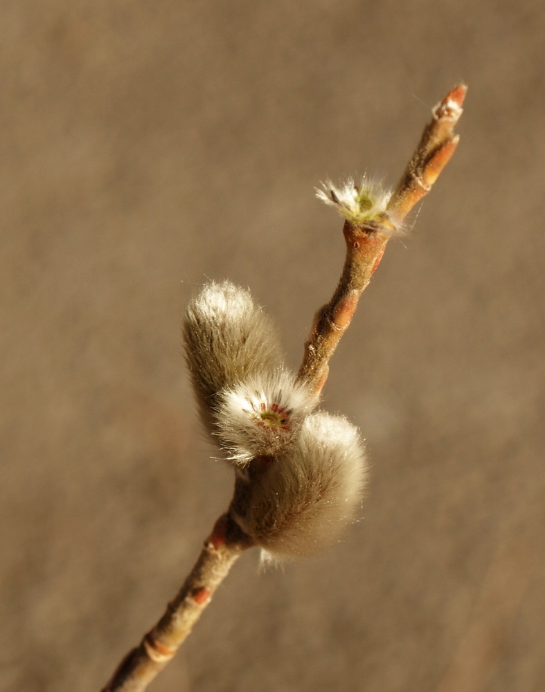 Frühling