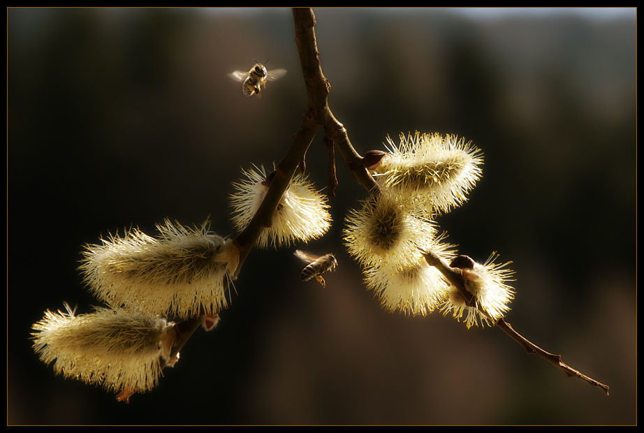 Frühling