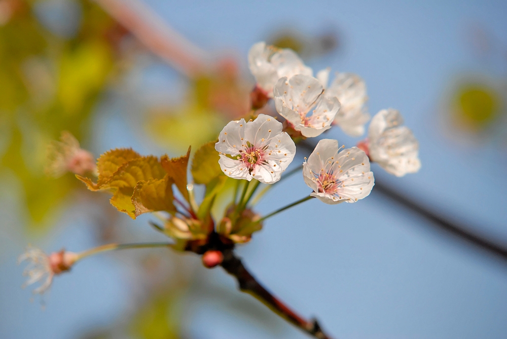 Frühling