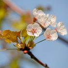 Frühling