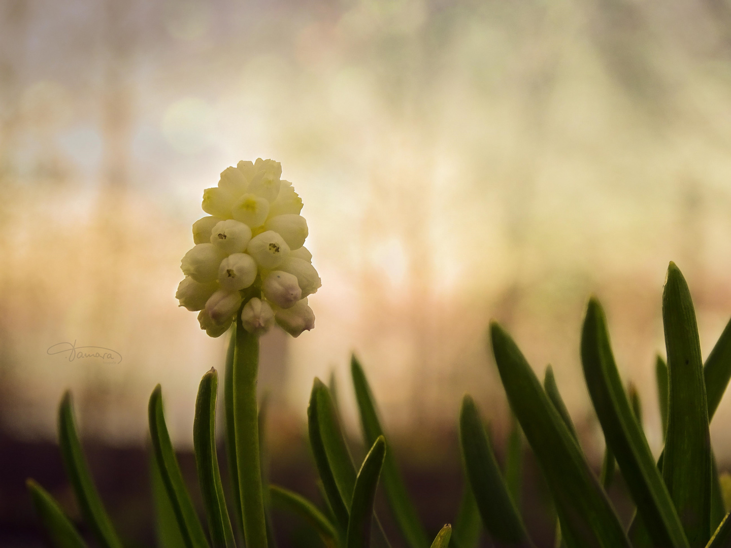 Frühling